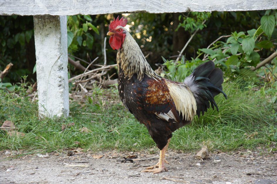 Cuba : Sierra Maestra y Comandancia de la Plata, photo 7