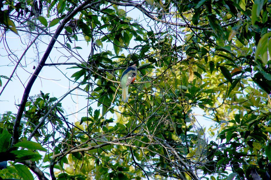 Cuba : Sierra Maestra y Comandancia de la Plata, photo 15