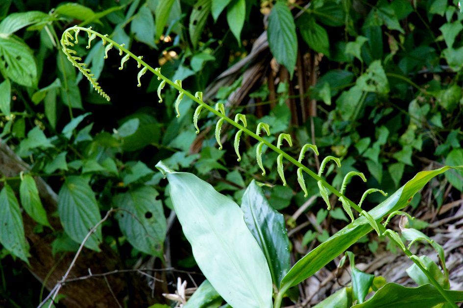 Cuba : Sierra Maestra y Comandancia de la Plata, photo 17