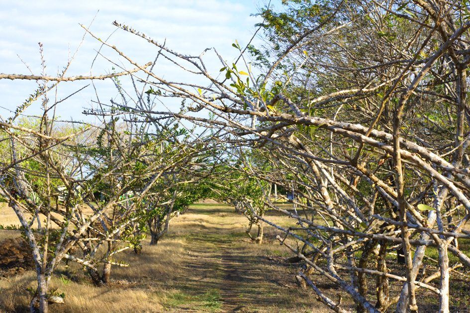 Laguna Guanaroca, photo 3