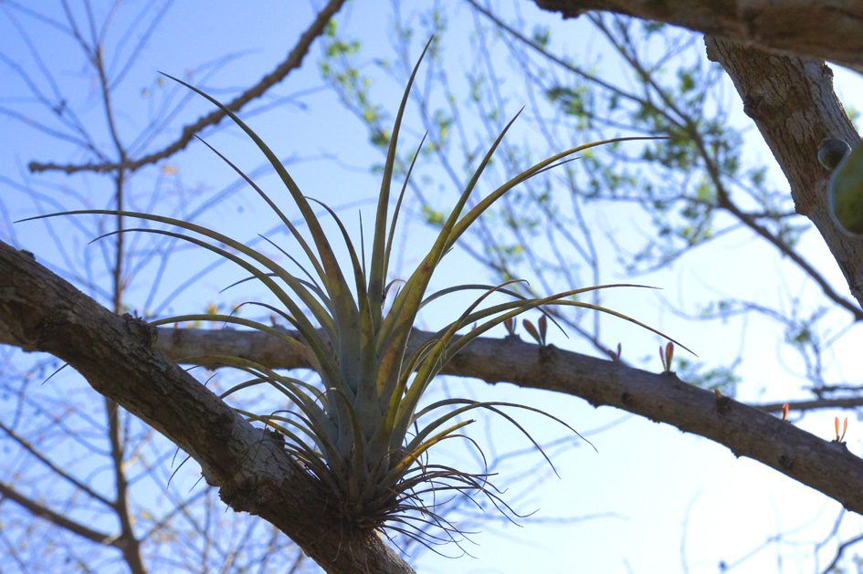 Laguna Guanaroca, photo 4