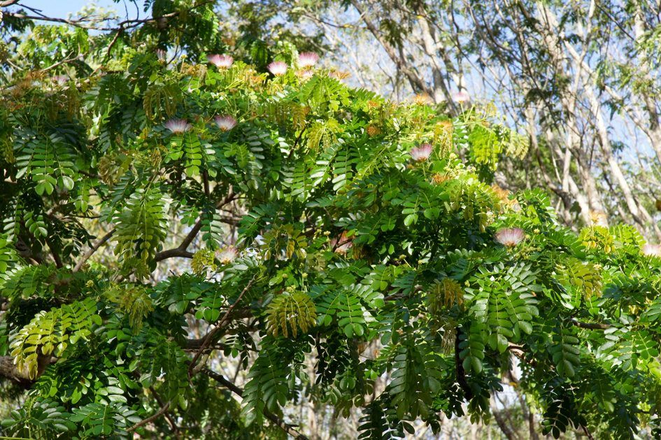Laguna Guanaroca, photo 5