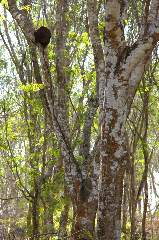 Laguna Guanaroca, photo 6