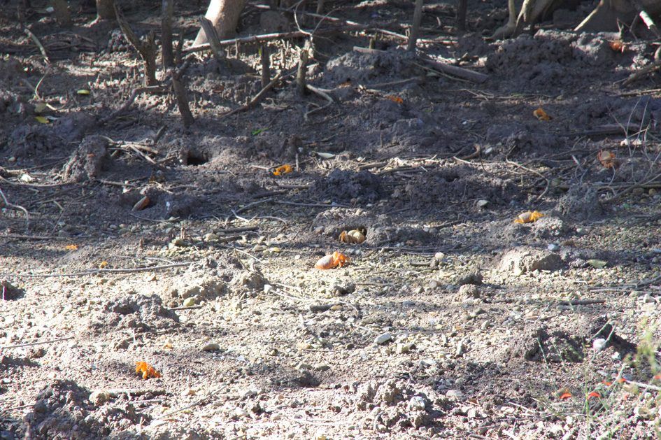 Laguna Guanaroca, photo 7