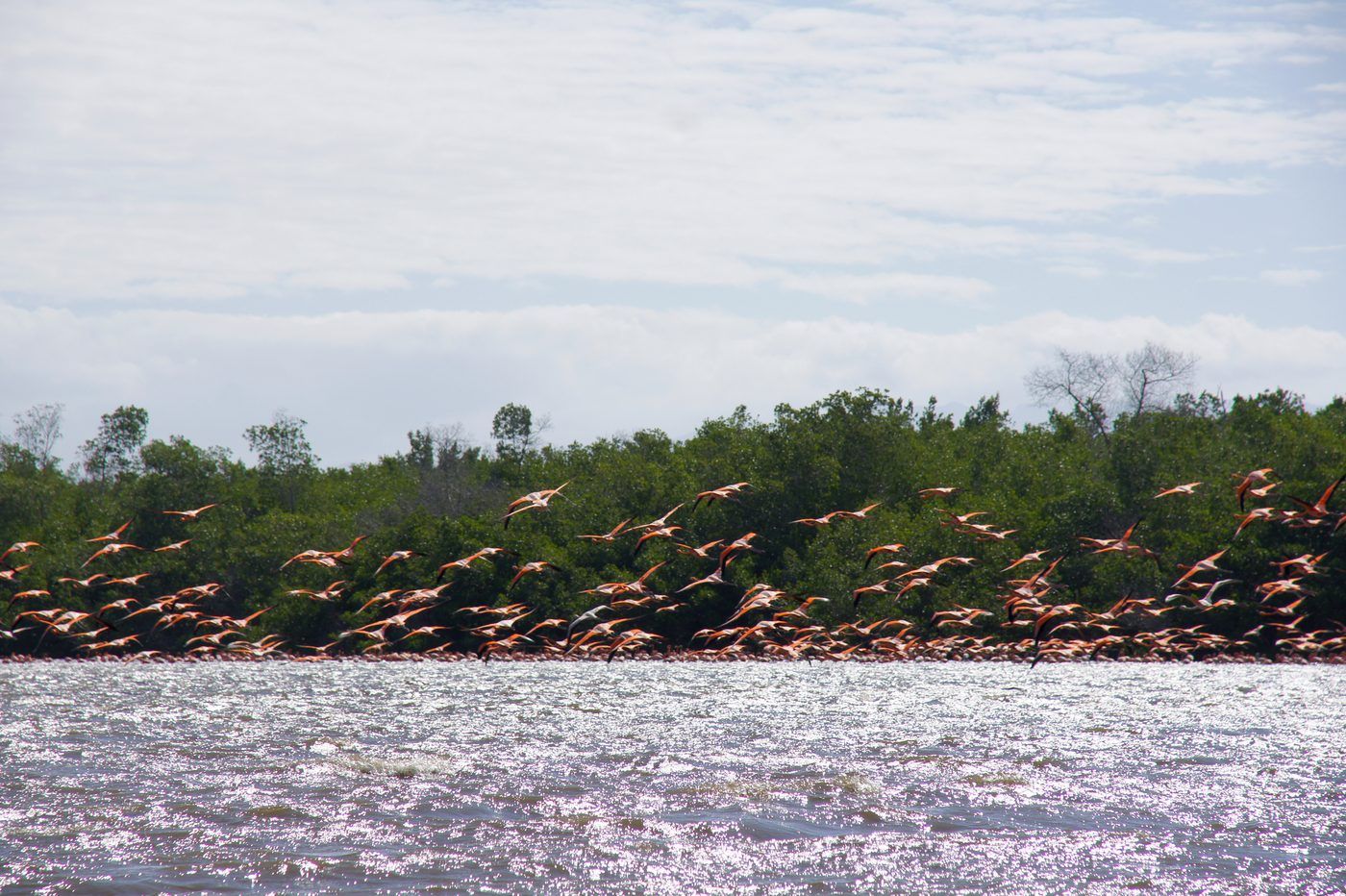 Laguna Guanaroca, photo 10