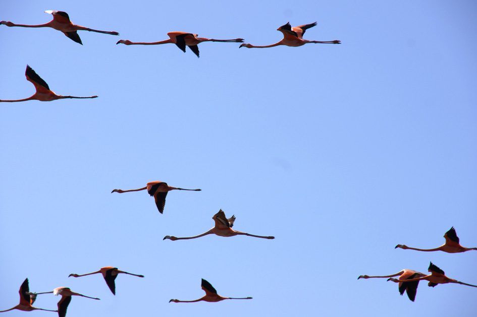 Laguna Guanaroca, photo 11
