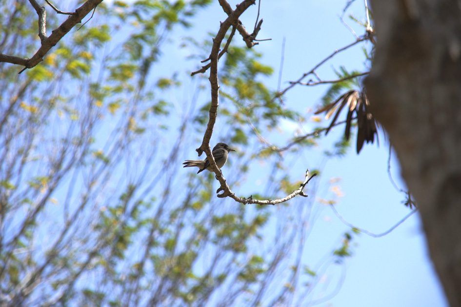 Laguna Guanaroca, photo 15
