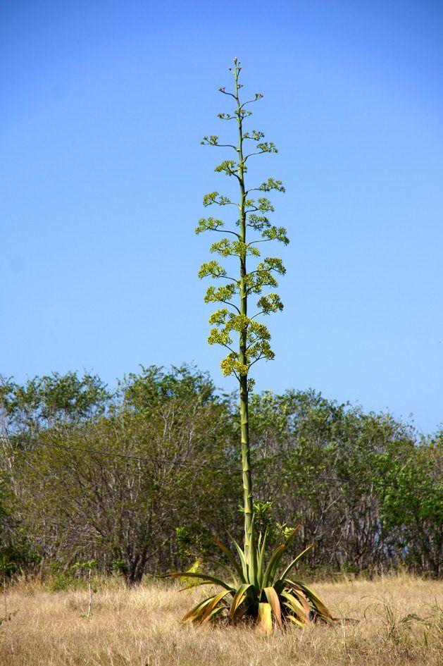 Laguna Guanaroca, photo 16
